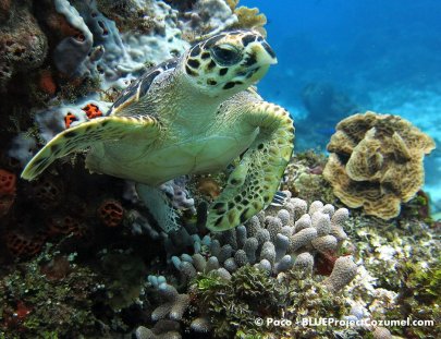 Blue Project Dive Shop-Estudia la vida marina de Cozumel en un viaje de buceo