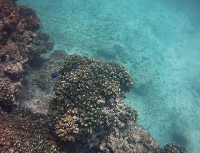 Silent World Divers-Aventura de Snorkel en las Islas Marietas