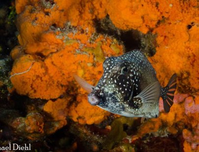 Tres Pelicanos Dive Center-Aprende a Bucear en Cozumel