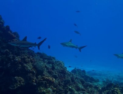 Tres Pelicanos Dive Center-Aprende a Bucear en Cozumel