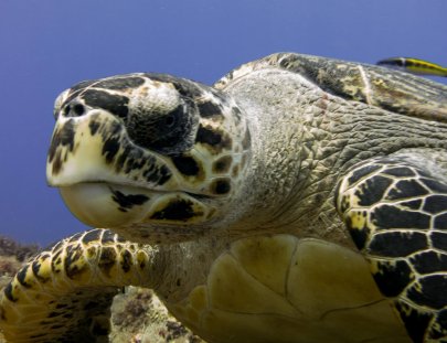 Bluedream Cozumel-Bucea el segundo sistema de arrecifes más grande del mundo