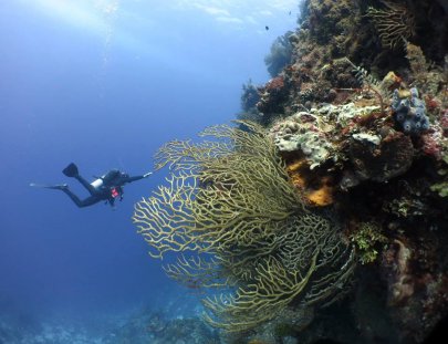 Bucea el segundo sistema de arrecifes más grande del mundo - Bluedream Cozumel
