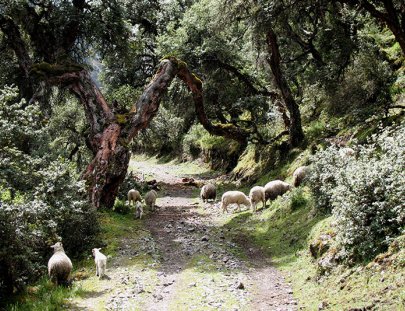 Hacienda Del Chalán-Cabalgata en reserva natural de Manthanay y lagunas interandinas