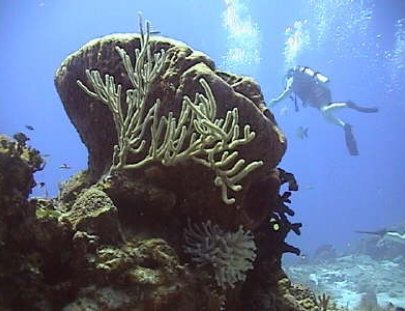 Scuba Gamma-Curso de Buceo Discovery Plus