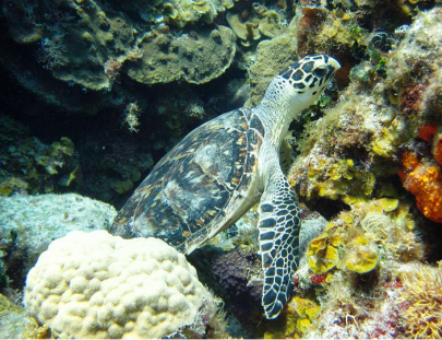 Chac Choc Tours-El tour favorito en bus por la isla Cozumel