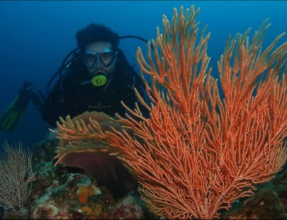 Scuba Coiba-Tour de Buceo de Varios Días en Isla Coiba