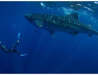 Blue H2o Cozumel-Nadar con un tiburón ballena y tour de Buceo
