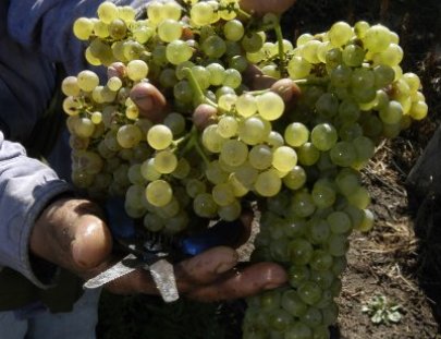 Bodega Tapiz-Tour guiado por expertos en bodega de vino