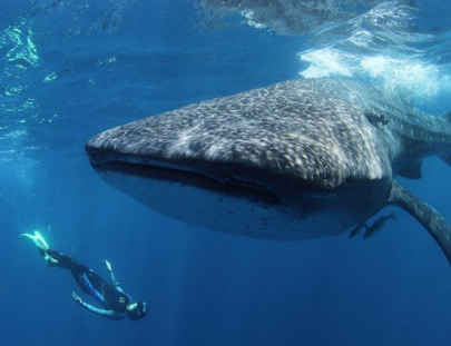 Blue H2o Cozumel-Nadar con un tiburón ballena y tour de Buceo