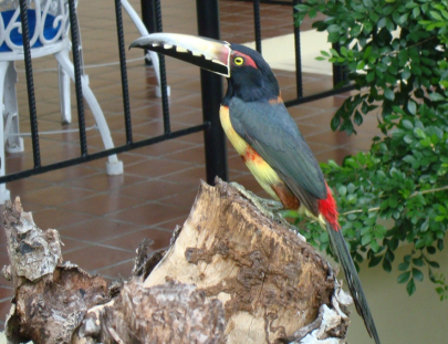 Exploración de Medio Día en la Reserva de aves Caracara  - San Ignacio Resort Hotel
