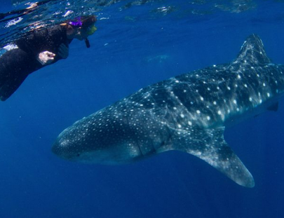 Blue H2o Cozumel-Nadar con un tiburón ballena y tour de Buceo