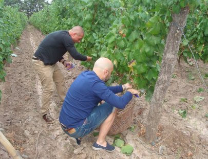 Bodega Tapiz-Tour guiado por expertos en bodega de vino