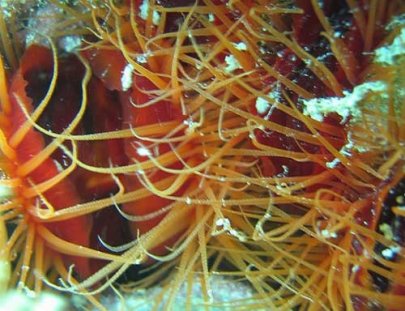 Eco Circuitos Panama-Explora el Mundo Submarino del Mar Caribe Panameño