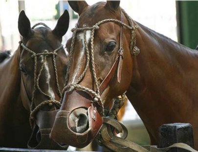 Polo Tours-Día Completo de Polo en Buenos Aires