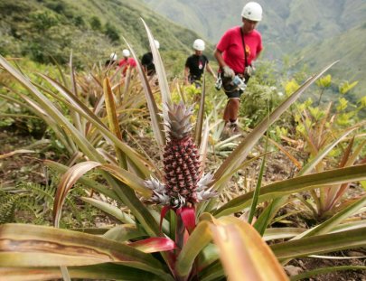 Cola De Mono-Tour de Canopy Cola de Mono