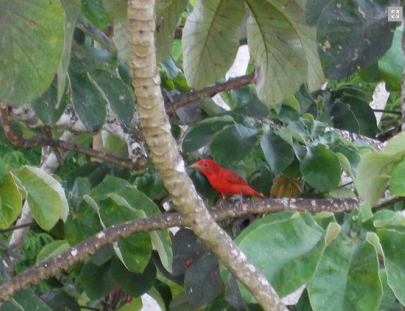San Ignacio Resort Hotel-Exploración de Medio Día en la Reserva de aves Caracara 