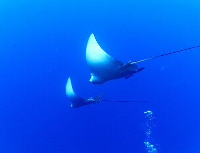 Adventure Discovery-Clase PADI de Introducción al Buceo
