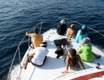 Avistamiento De Ballenas Jorobada Guatemala-¡Avistamiento de ballenas Jorobadas!