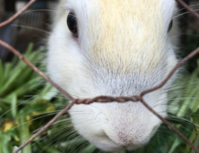 Caoba Farms-Conoce una granja orgánica y autosostenible en Antigua