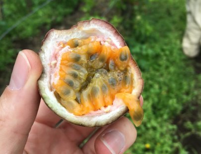 Caoba Farms-Conoce una granja orgánica y autosostenible en Antigua