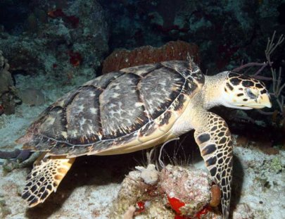 Chucho Underwater-Bucea con un experto en las aguas de Cozumel