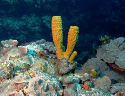 Chucho Underwater-Bucea con un experto en las aguas de Cozumel