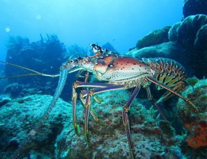 Chuchos Divers-Viajes de Buceo para todos!