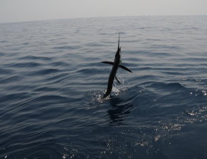 Parlama Sport Fishing-1 día de pesca deportiva en las aguas del Pacífico 
