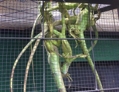 Antigua Exotic-¡Conoce reptiles y animales exóticos en este tour! 