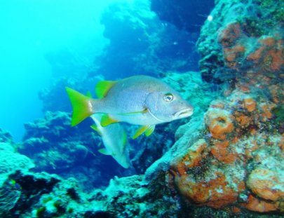 Cozumel Marine World-Discover Scuba Diving