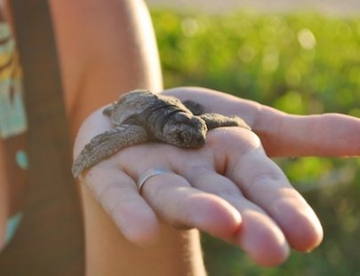 Eco Hotel Santuario de Tortugas - La Tortuga Verde