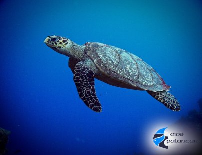 Dive Palancar-Un viaje de snorkel en un barco de fondo de cristal en Palancar