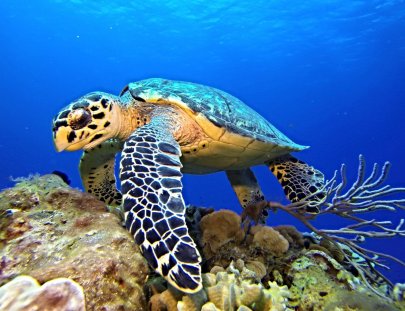 Dive With Martin-Curso Avanzado de Buceo Open Water