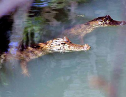 Tour para conocer al caiman cocodrilo en un área protegida - EcoExperiencias El Salvador