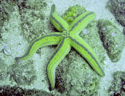 Ecoexperiencias El Salvador-Disfruta hacer snorkel entre corales en las playas de Sonsonate