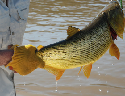 Pescando al pez dorado en el Río Paraná - Argentina Anglers
