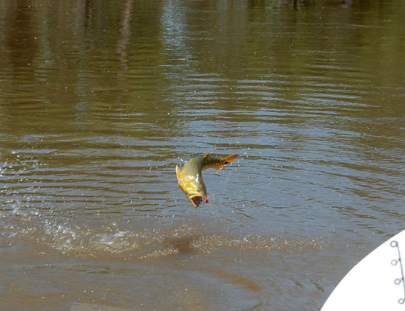 Argentina Anglers-Pescando al pez dorado en el Río Paraná