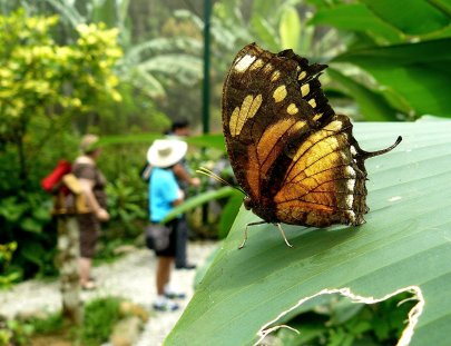 Gamboa Rainforest Resort -Paseo por la Jungla de Gamboa en El Teleférico