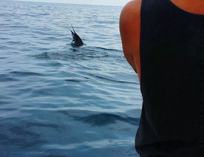 Parlama Sport Fishing-Disfruta 1 día pescando pez vela en el Pacífico