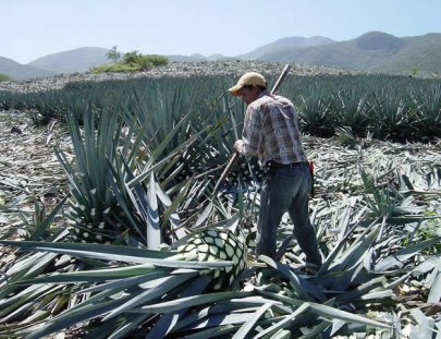 Rancho Verano Distileria De Tequila-Tour degustación de Tequila