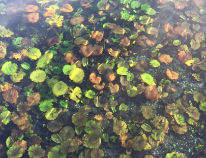 Travesías - Petén-Conoce y nada en El Cráter Azul, una reserva natural y jardín subacuático, Sayaxché Petén