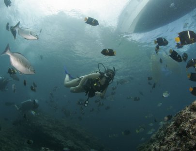 Vallarta Under Sea-Día de Buceo Privado en Puerto Vallarta