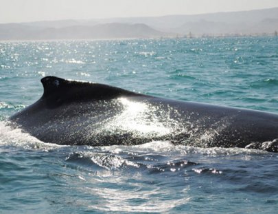Pacífico Adventures-Avistamiento de ballenas jorobadas en el norte del Perú