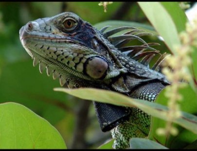 Piñero Tours-Tour de aventura por las selvas de Amazonia