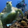 Blue Project Dive Shop-Estudia la vida marina de Cozumel en un viaje de buceo