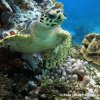 Blue Project Dive Shop-Estudia la vida marina de Cozumel en un viaje de buceo
