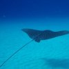 Deep Blue Divers-Buceo emocionante en aguas azul turquesa