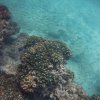 Silent World Divers-Aventura de Snorkel en las Islas Marietas