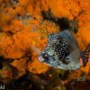Tres Pelicanos Dive Center-Aprende a Bucear en Cozumel