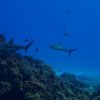 Tres Pelicanos Dive Center-Aprende a Bucear en Cozumel